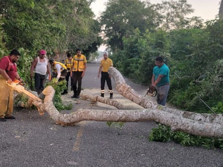 Protección Civil retira árbol caído en el poblado Francisco I. Madero, Centla