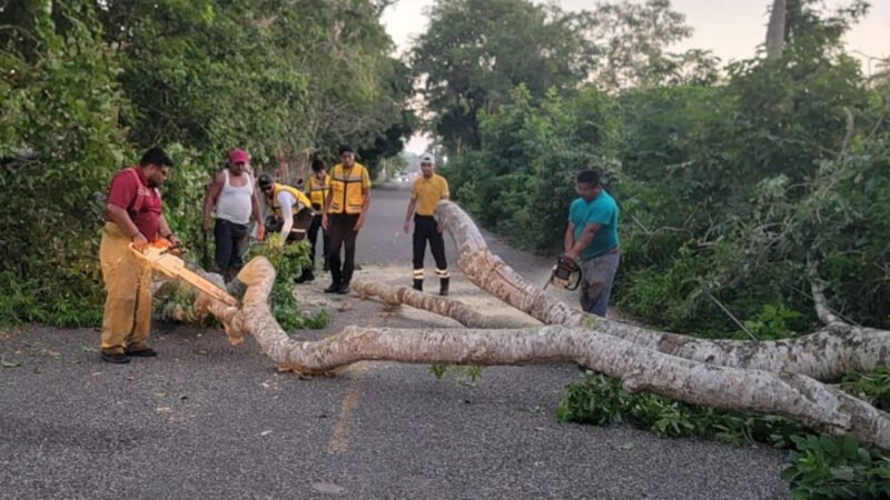 Protección Civil retira árbol caído en el poblado Francisco I. Madero, Centla